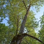 Vieil arbre
