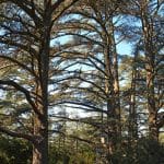 font-de-lorme-foret-de-cedres