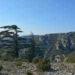 font-de-lorme-foret-de-cedres