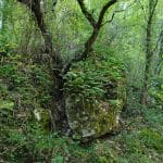 Combes de Mayaud et de Capellan