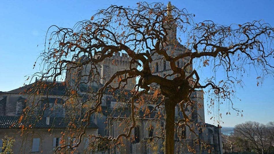 Avignon intra muros