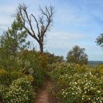 Rocher de Roquebrune