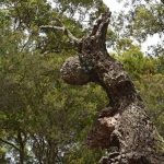 Rocher de Roquebrune