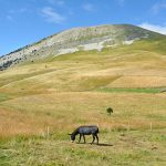 les-sucettes-de-bornes