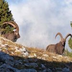 Vires de Sambardou