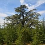 Tour du Grand Adrenier