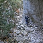 Forêt des Cèdres