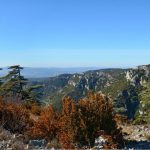 Forêt des Cèdres