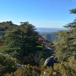 Forêt des Cèdres