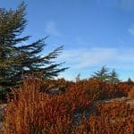 Forêt des Cèdres