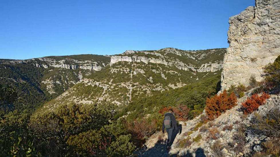 Forêt des Cèdres