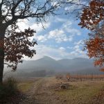 vigne Versant Nord