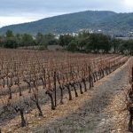 belles vignes