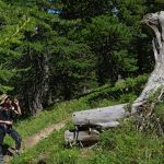 Souche arbre relique