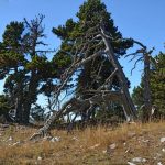 Haut Plateau du Vercors