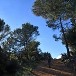 Amarron