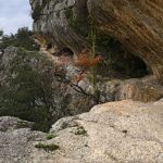 Taillades