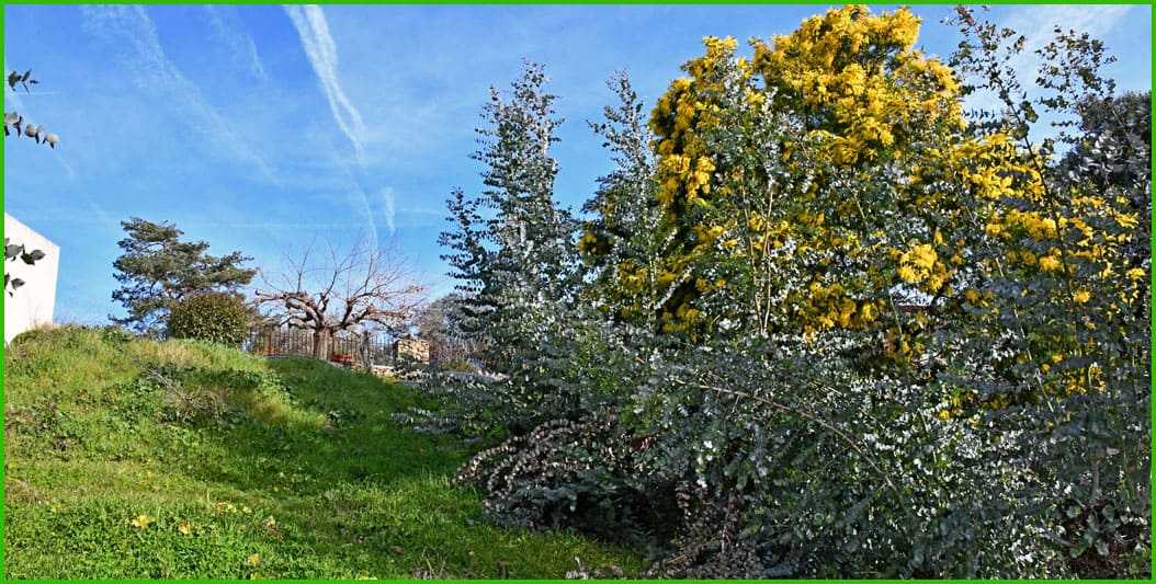 Massif du Mimosa