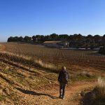 Vignes d'Urban