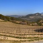 Vignes d'Urban