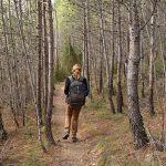 Forêt de Pin