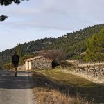 Vignes