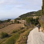 Vignes