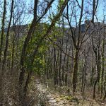 Forêt de la Font du Pommier