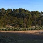 Le Pouciou