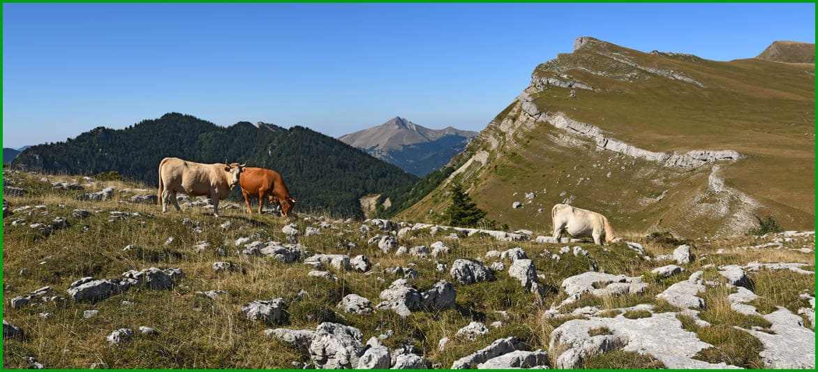Pointe Feuillette