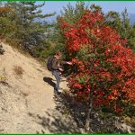 Feuillage d'Automne