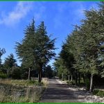 Forêt des Cèdres
