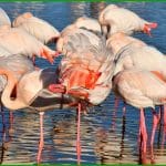 Flamants roses