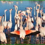Flamants roses
