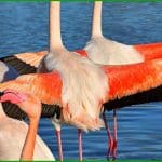 Flamant rose