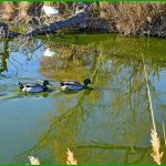 Canards