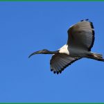 Ibis