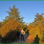 Forêt des Cèdres