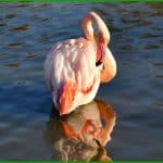 Flamant rose