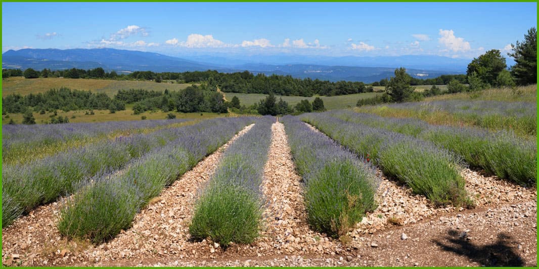 Le Plateau d’Albion