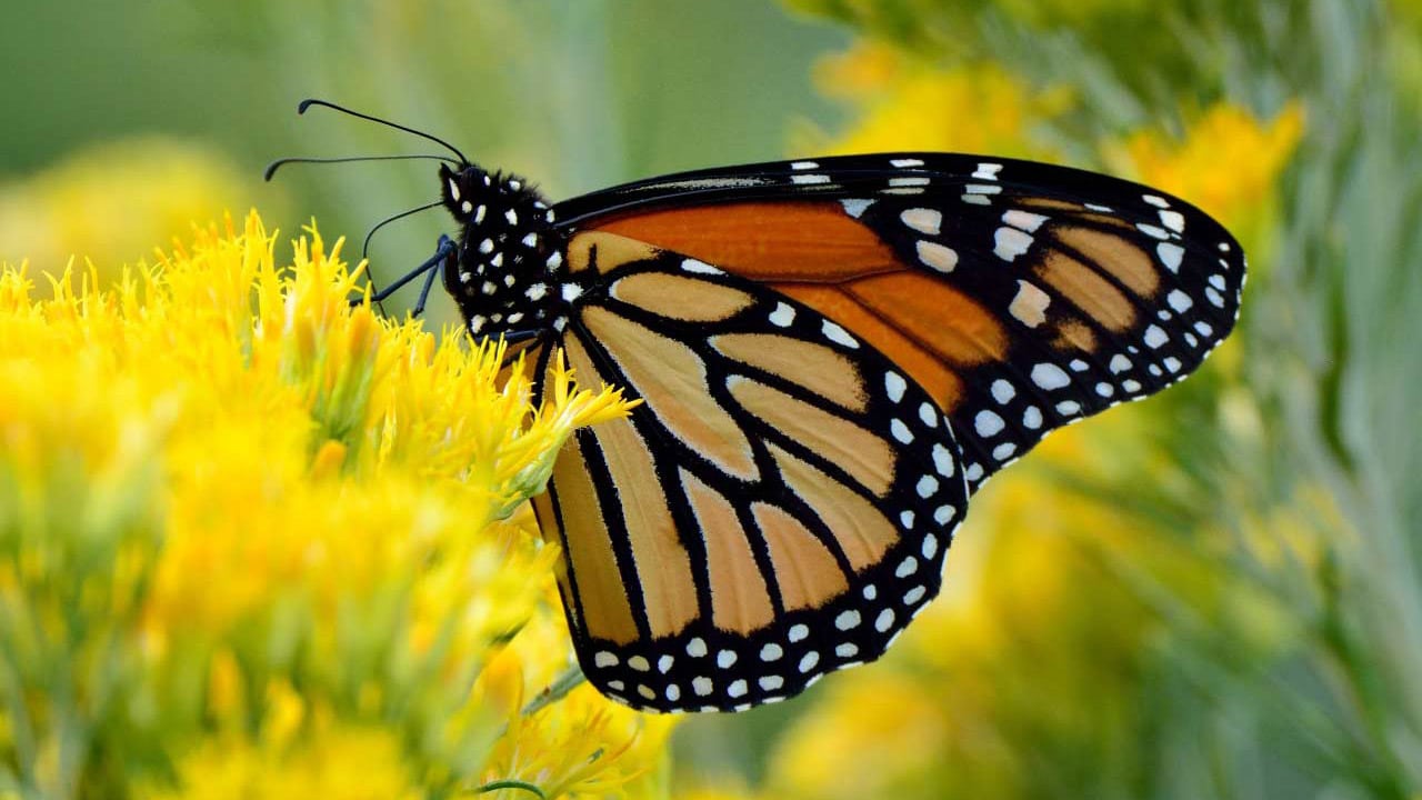 Le papillon monarque migrateur
